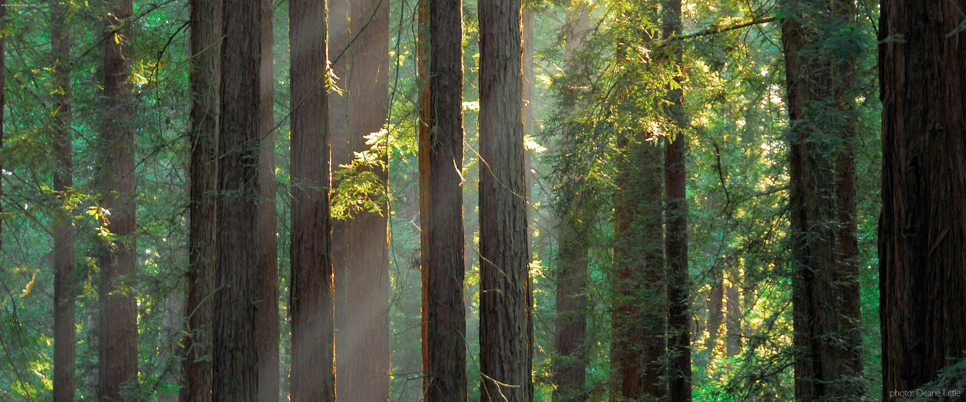 Sunlight streams through tall, straight redwood trees in a dense forest, illuminating green ferns and leaves, creating a peaceful, misty atmosphere with rays of light and rich earthy tones.
